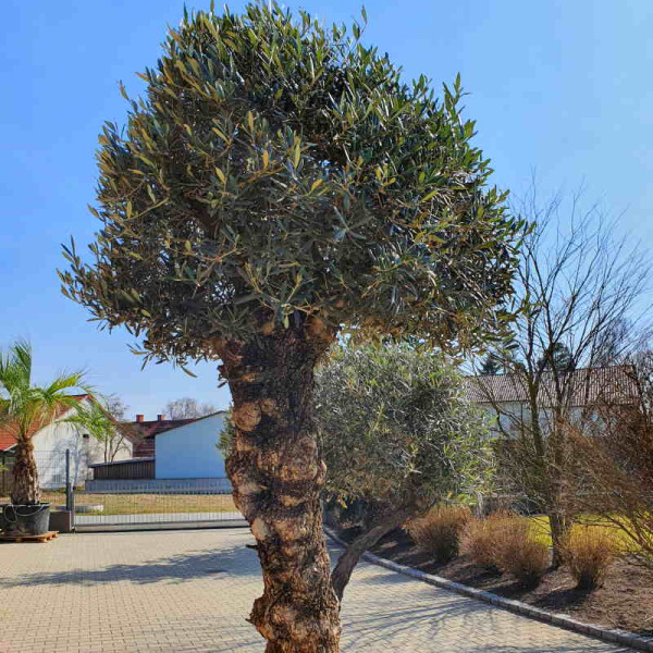 thuja brabant 250 Buy conifers now Thuja Cypress Thuja 'Brabant' - Hardy plant