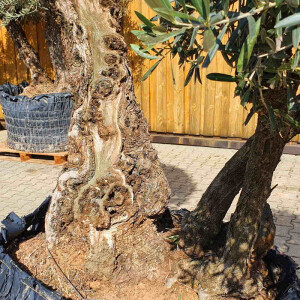 Olivenbaum Doppelstamm Nr. 2204 Picual