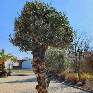 Olivenbaum Doppelstamm04