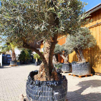 Olivenbaum Doppelstamm Nr. 2204 Picual