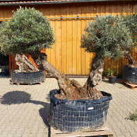 Olivenbaum Doppelstamm bis -16&deg;C