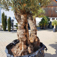 Olivenbaum Doppelstamm bis -16&deg;C