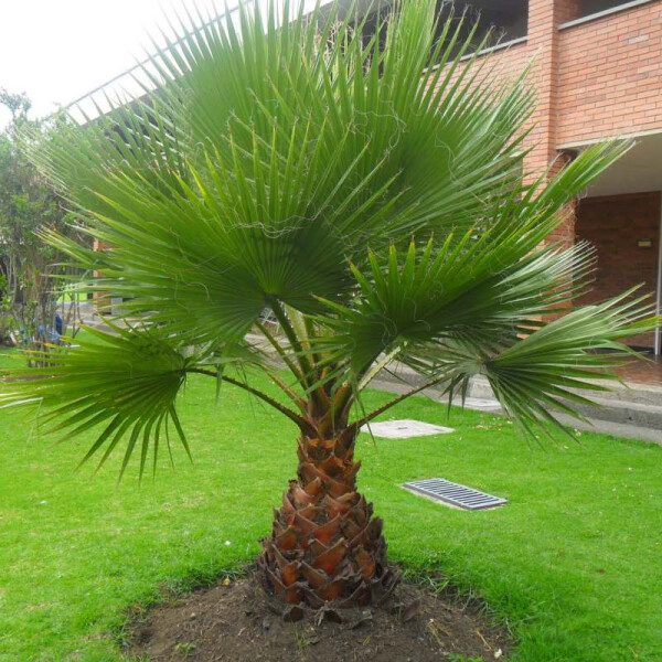 Washingtonia robusta - mexikanische Fächerpalme 20 - 30 cm