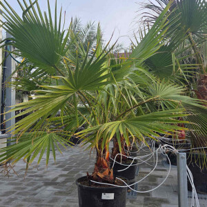 Mexikanische Fächerpalme 20–30 cm Stamm