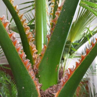 Mexikanische Fächerpalme 20–30 cm Stamm