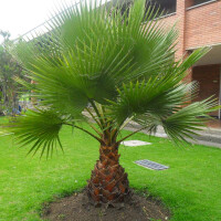 Washingtonia robusta - mexikanische Fächerpalme 20 - 30 cm