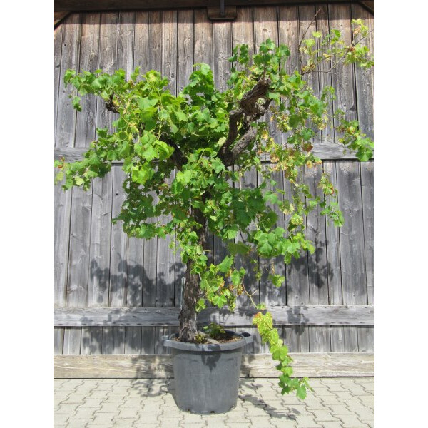 Weinrebe solitär 180-200 cm