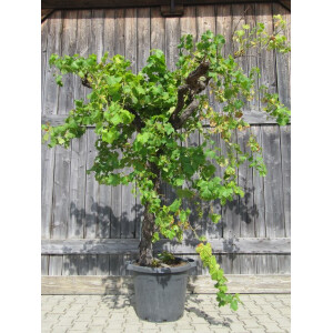 Weinrebe solitär 180-200 cm