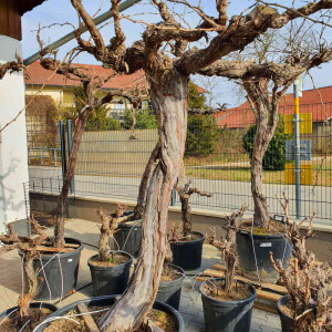 Vitis vinifera - Weinrebe solitär 180 - 200 cm