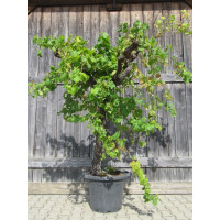 Weinrebe solitär 180-200 cm