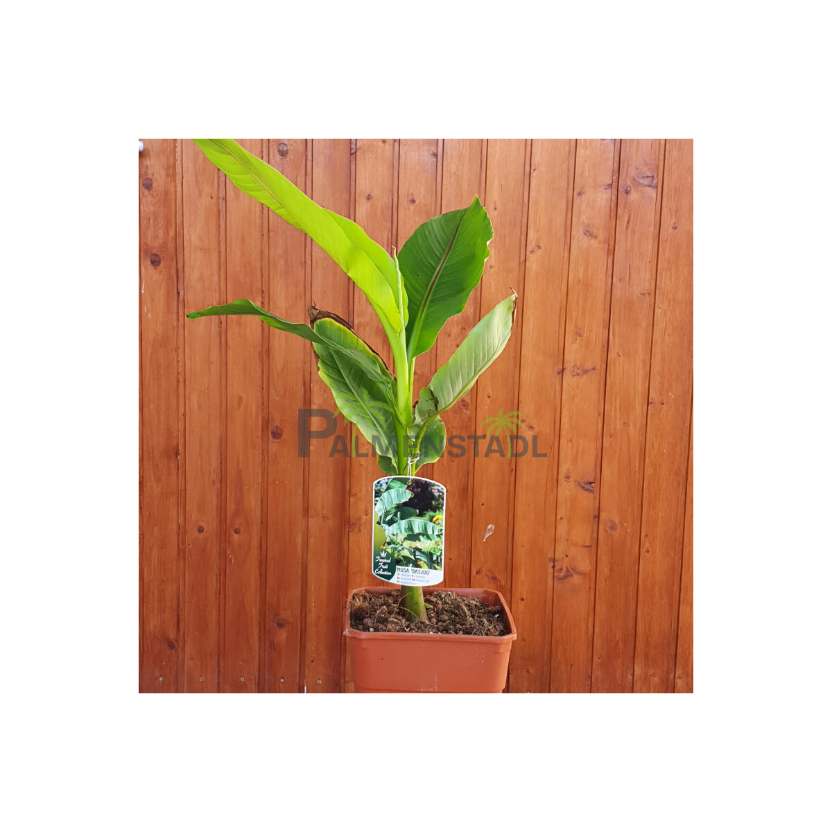 Japanische Faserbanane 40-60 cm
