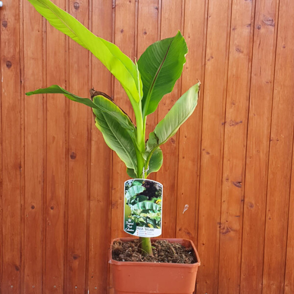 Japanische Faserbanane 40-60 cm