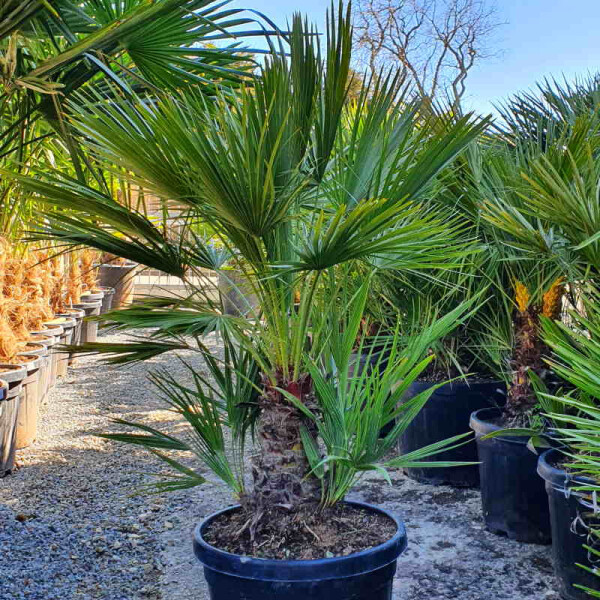 Zwergpalme 80-100 cm