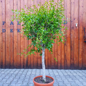 Punica granatum - Granatapfelbaum 120 - 140 cm