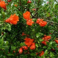 Punica granatum - Granatapfelbaum 120 - 140 cm