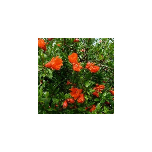 Punica granatum - Granatapfelbaum 180 - 220 cm
