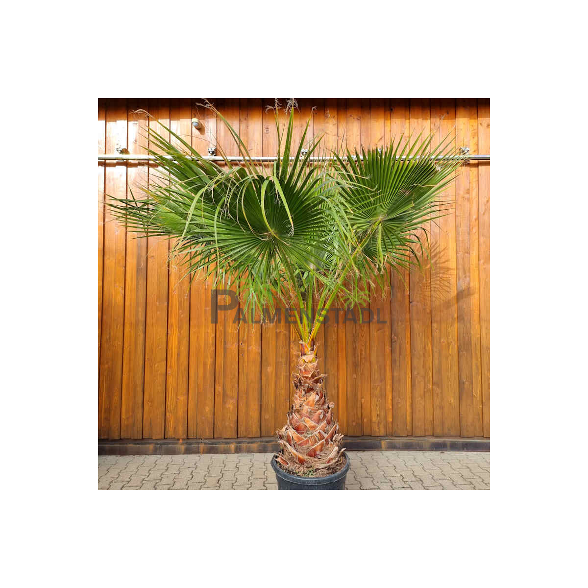 Washingtonia robusta - mexikanische Fächerpalme 60 -...