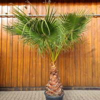 Mexikanische Fächerpalme 60–80 cm Stamm