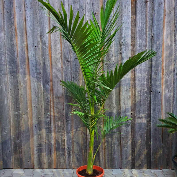 Archonotphoenix- Alexandrea - Feuerpalme 180-220 cm