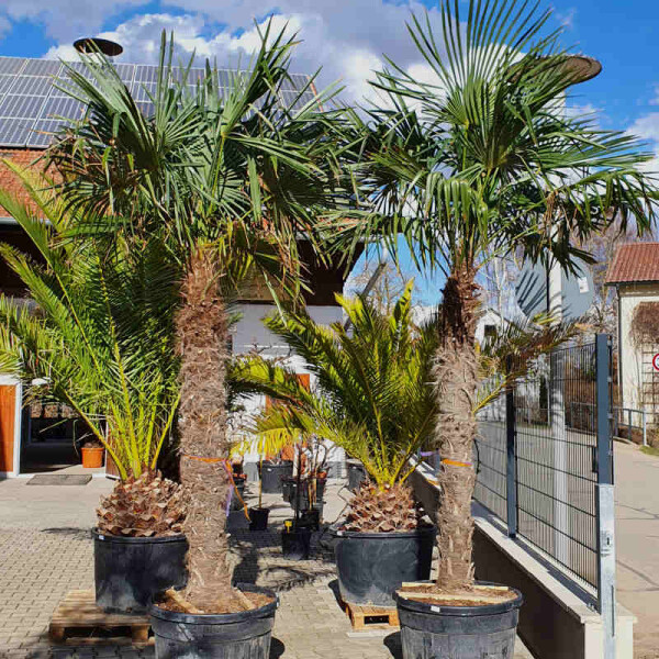 Chinesische Hanfpalme 200-210 cm Stamm