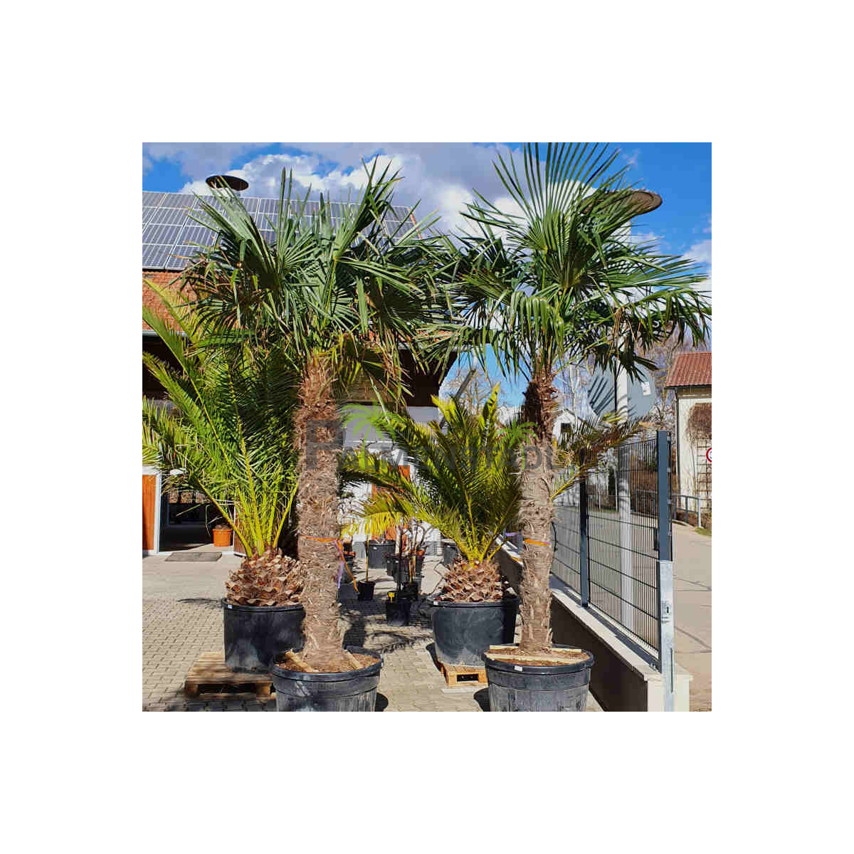 Chinesische Hanfpalme 210-220 cm Stamm box