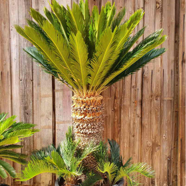 Japanischer Sagopalmfarn 80–90 cm Stamm