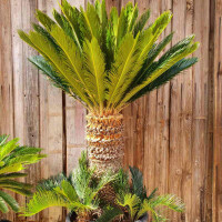 Japanischer Sagopalmfarn 80–90 cm Stamm