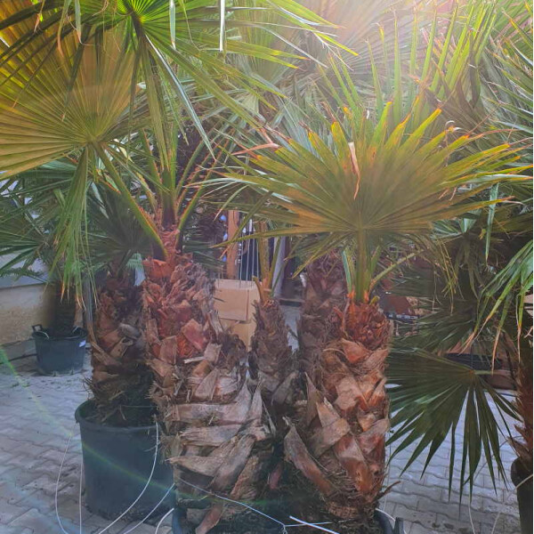 Mexikanische Fächerpalme Mehrstamm 90 Ltr.