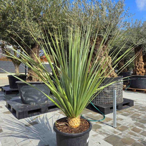 Blauer Bärengrasbaum 120 cm