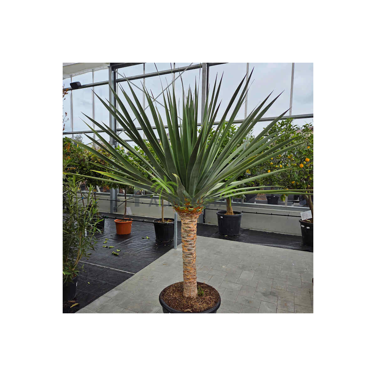 Kanarischer Drachenbaum 140-160 cm