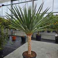 Kanarischer Drachenbaum 140-160 cm