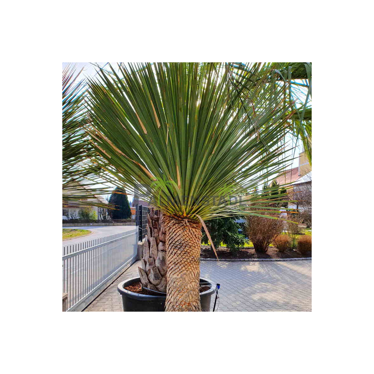 Blaublättrige Palmlilie 90-100 cm Stamm