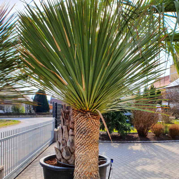 Blaublättrige Palmlilie 90-100 cm Stamm