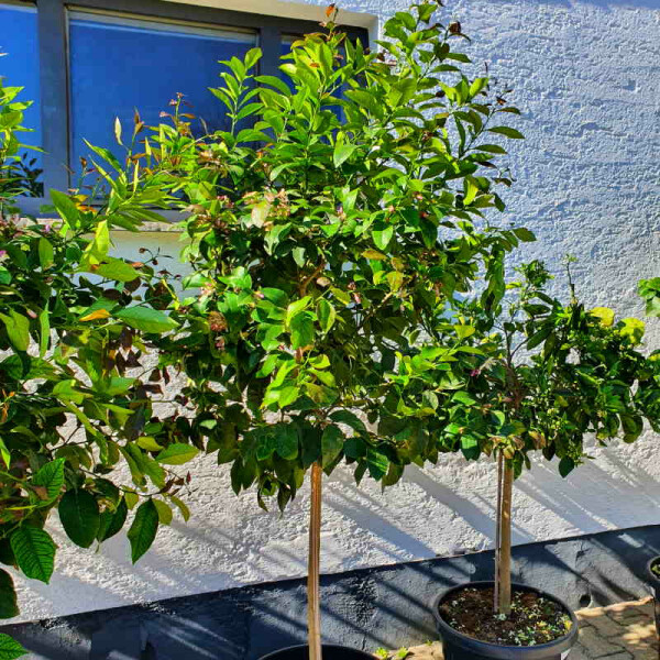 Caipirinha Limette - Citrus latifolia 140-160 cm