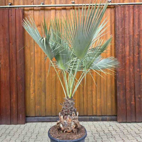 Blaue Hesperidenpalme 70-80 cm Stamm