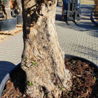 Olivenbaum5 Pilzform bis -16&deg;C