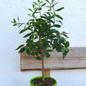 Caipirinha Limette - Citrus latifolia 60 - 80 cm