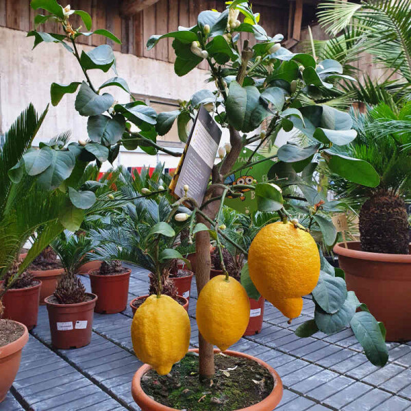 Citrus "Meyeri" - Meyer´s  Zitrone 60-80 cm