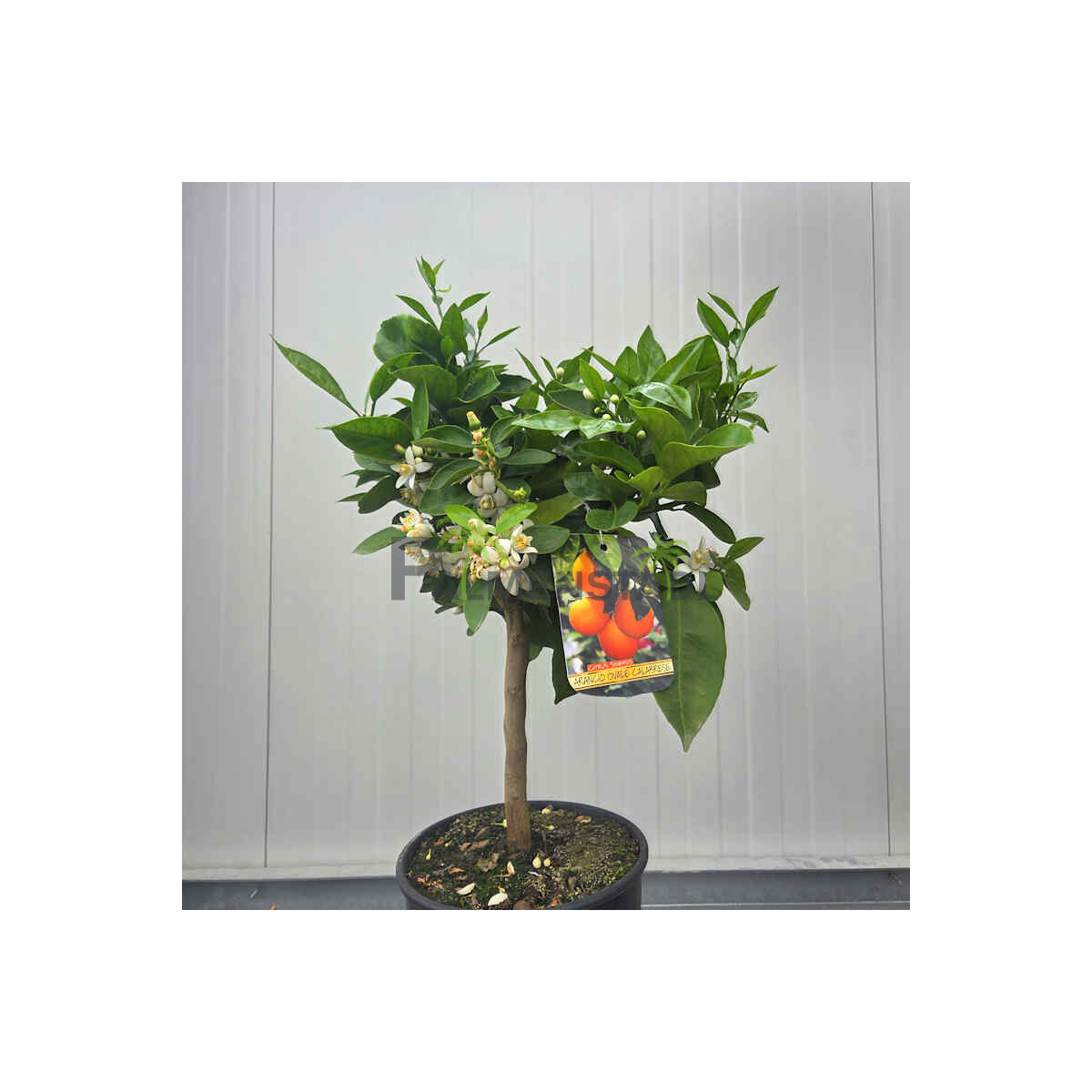 Orange  Valencia 40-60 cm