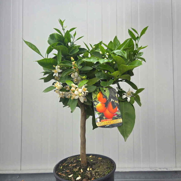 Orange  Valencia 40-60 cm