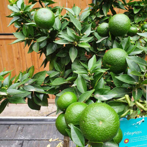 Orange  Valencia 40-60 cm