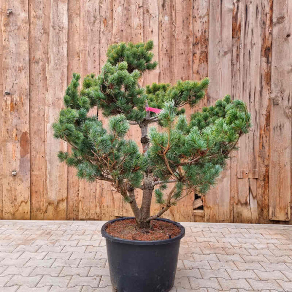 Mädchenkiefer - Pinus parviflora Pentaphylla Glauca"