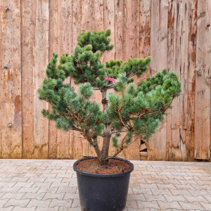 Mädchenkiefer - Pinus parviflora Pentaphylla...