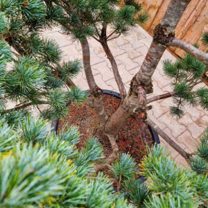 Mädchenkiefer - Pinus parviflora Pentaphylla Glauca"
