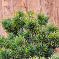 Mädchenkiefer - Pinus parviflora Pentaphylla Glauca"