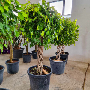 Ficus benjamina - Birkenfeige geflochten