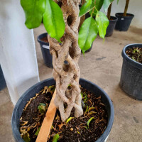 Ficus benjamina - Birkenfeige geflochten
