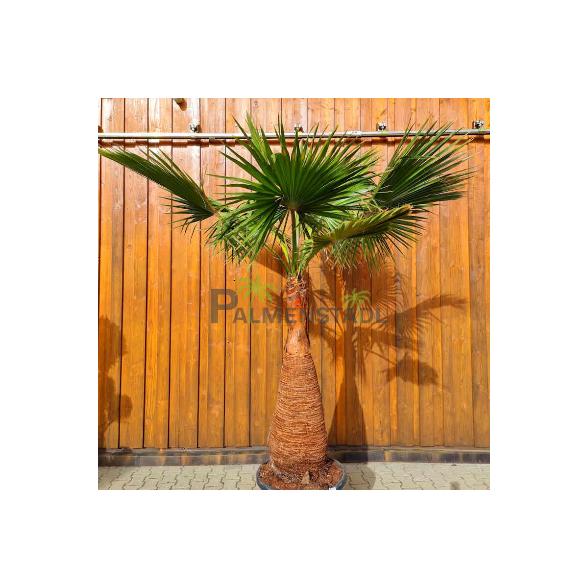 Washingtonia robusta 100–120 cm Stamm geschält