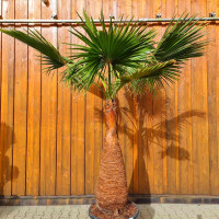 Washingtonia robusta 100–120 cm Stamm geschält