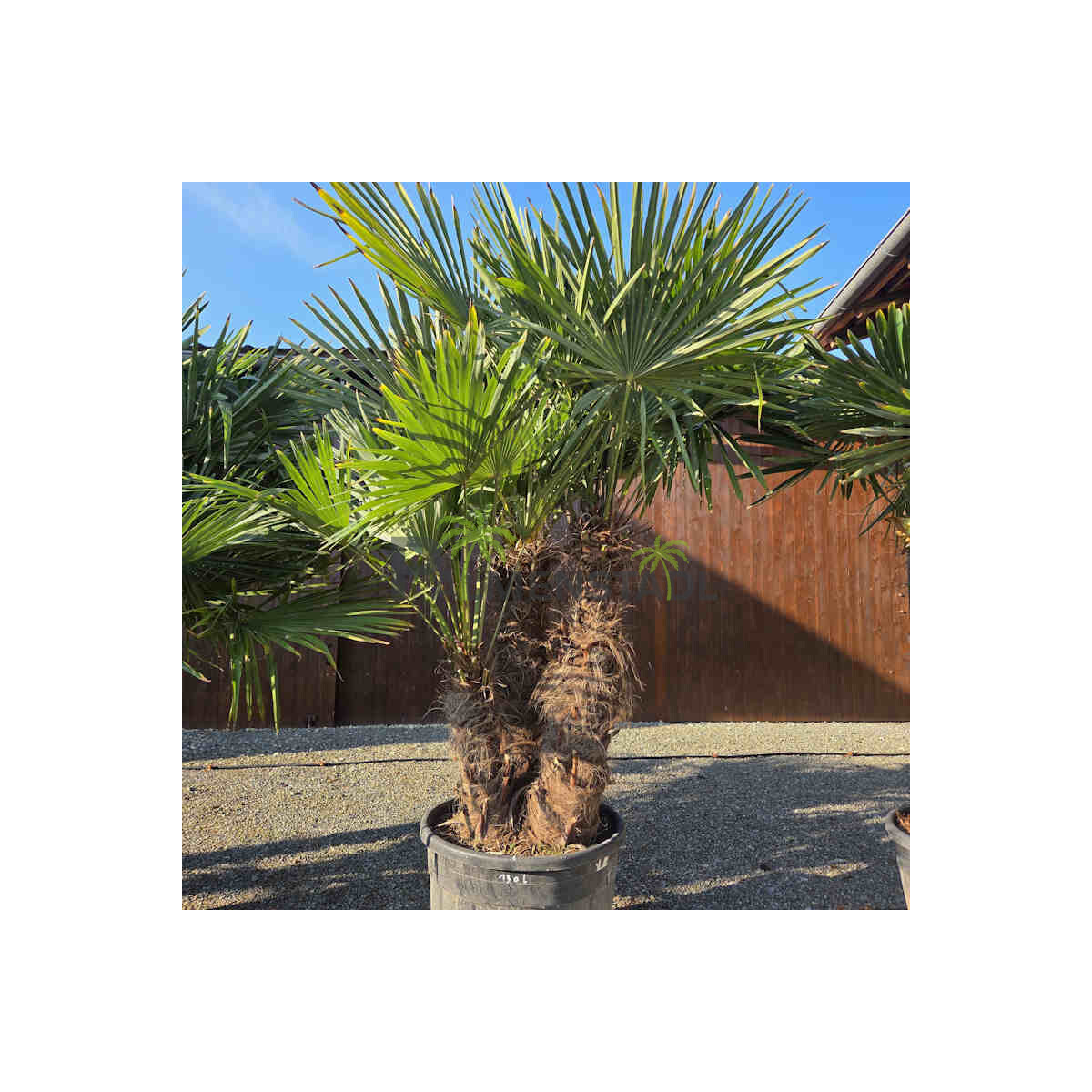 Chinesische Hanfpalme Mehrstamm 130 Ltr.